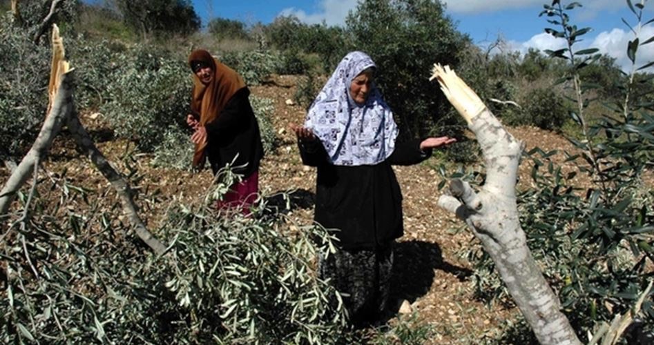 200 trees uprooted by Israeli army w of Salfit