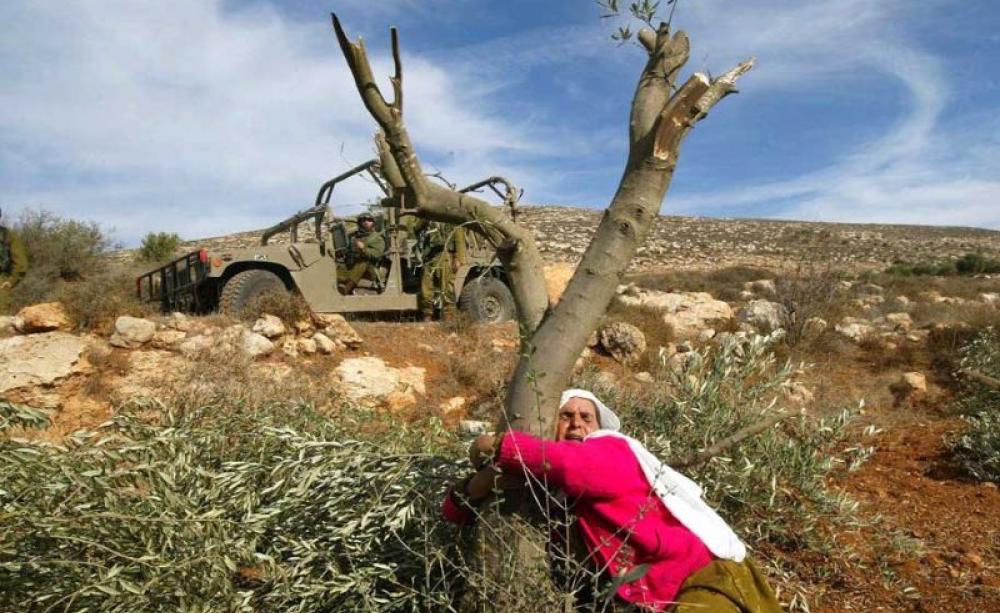 Palestinian woman protecting olive tree
