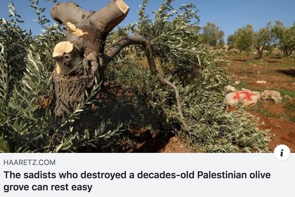 Haaretz Olive Trees