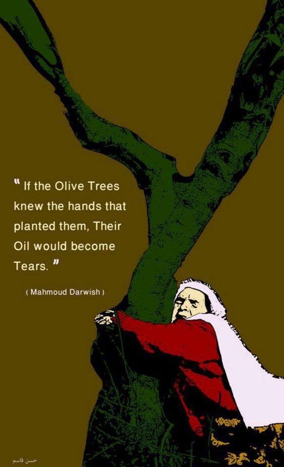 Mahmoud Darwish - Olive Trees